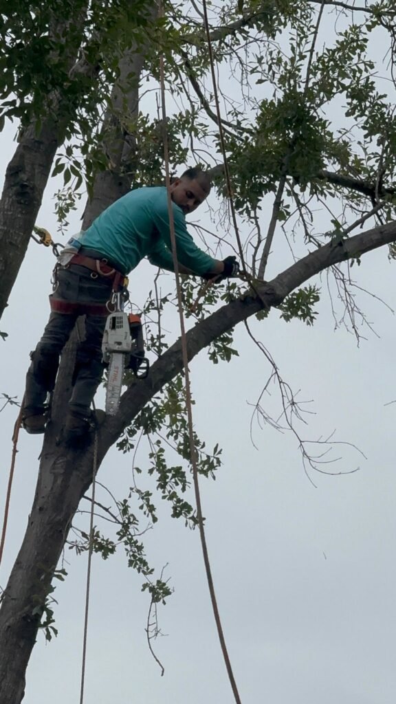channelview tx tree removal tree trimming tree services storm damage tree removal fence repair wood fence installation cedar fence pine fence houston tree care professional tree trimming affordable fence repair top rated fence company licensed tree service insured tree removal