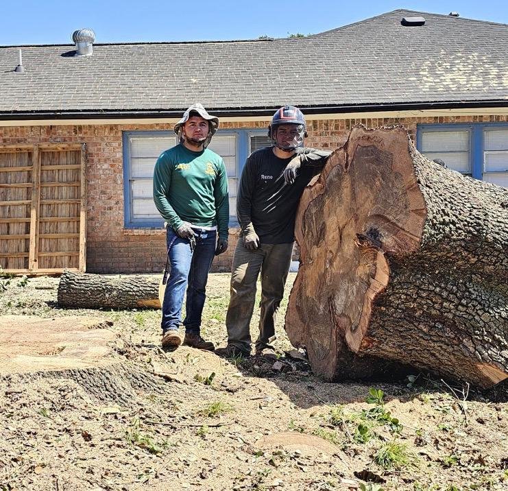 pasadena tx tree removal tree trimming tree services storm damage tree removal fence repair wood fence installation cedar fence pine fence houston tree care professional tree trimming affordable fence repair top rated fence company licensed tree service insured tree removal