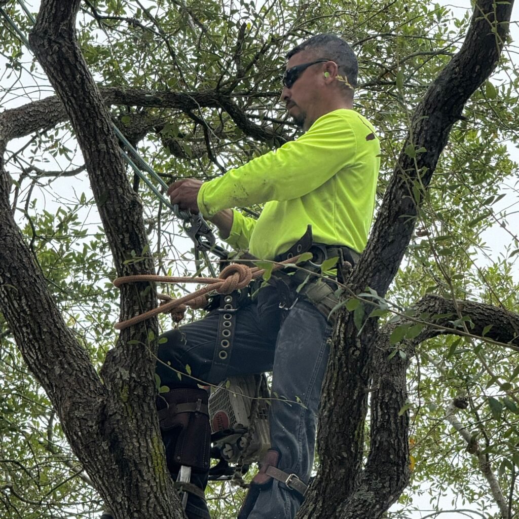 richmond tx tree removal tree trimming tree services storm damage tree removal fence repair wood fence installation cedar fence pine fence houston tree care professional tree trimming affordable fence repair top rated fence company licensed tree service insured tree removal