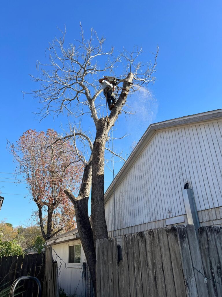 stafford tx tree removal tree trimming tree services storm damage tree removal fence repair wood fence installation cedar fence pine fence houston tree care professional tree trimming affordable fence repair top rated fence company licensed tree service insured tree removal