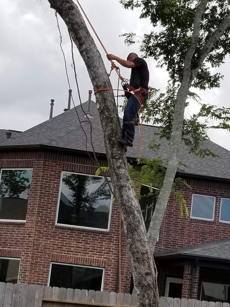 katy tx tree removal tree trimming tree services storm damage tree removal fence repair wood fence installation cedar fence pine fence houston tree care professional tree trimming affordable fence repair top rated fence company licensed tree service insured tree removal