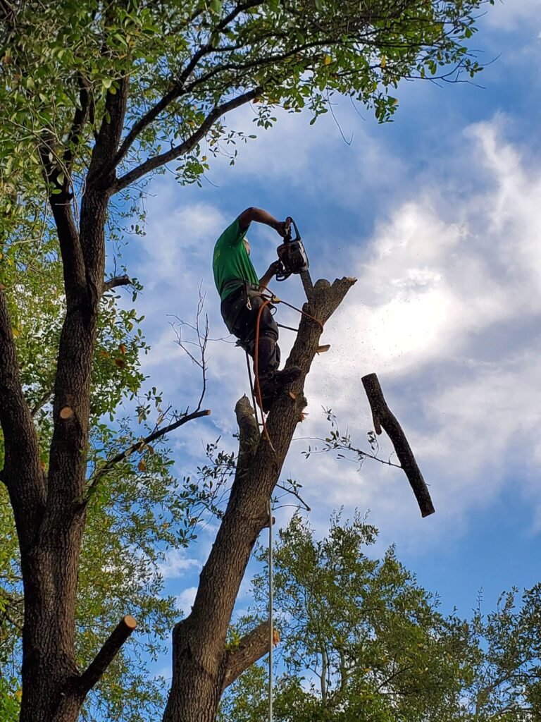 Tree removal service in Houston by professional crew