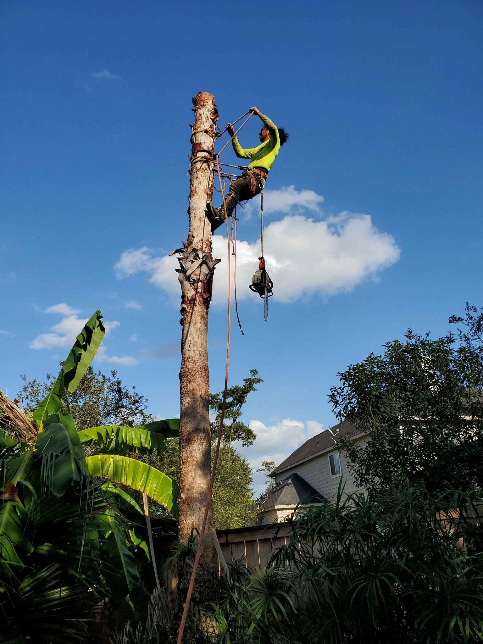 Premium tree removal service using safe rigging techniques and hand tools-part of our combined tree and fence services in Houston, TX.