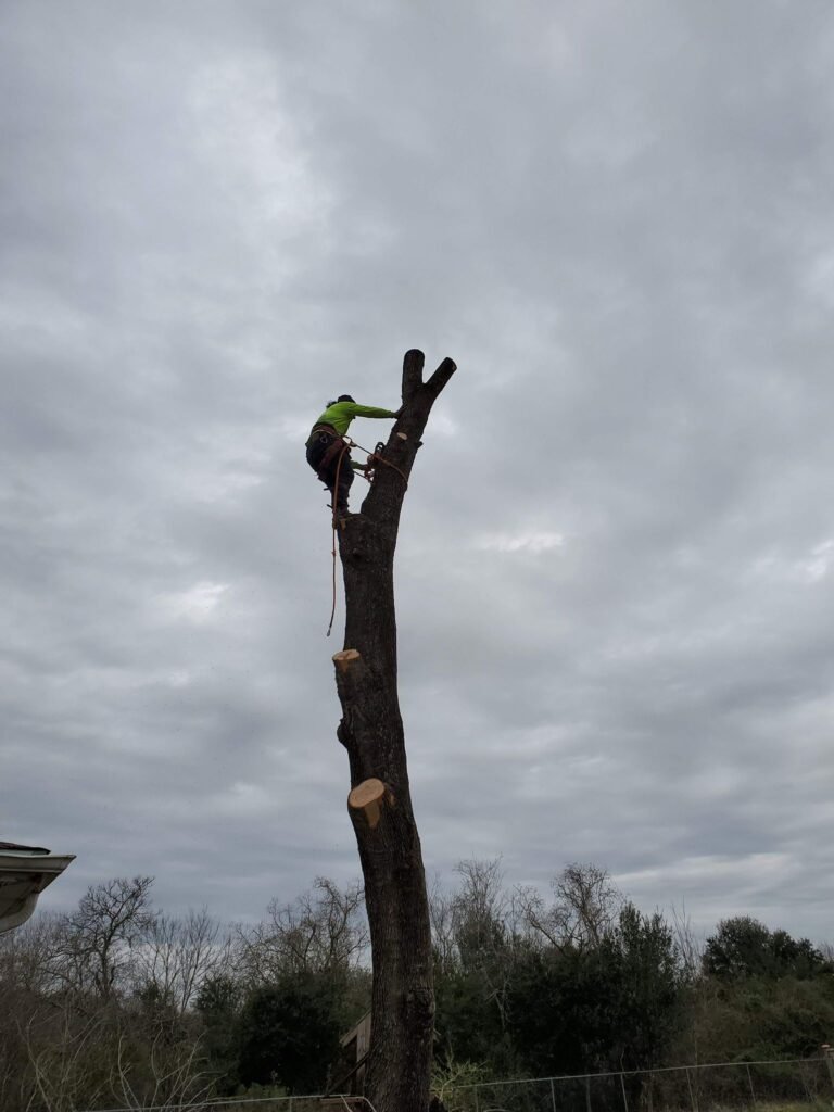 manvel tx tree removal tree trimming tree services storm damage tree removal fence repair wood fence installation cedar fence pine fence houston tree care professional tree trimming affordable fence repair top rated fence company licensed tree service insured tree removal