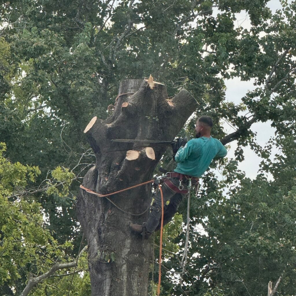 humble tx tree removal tree trimming tree services storm damage tree removal fence repair wood fence installation cedar fence pine fence houston tree care professional tree trimming affordable fence repair top rated fence company licensed tree service insured tree removal