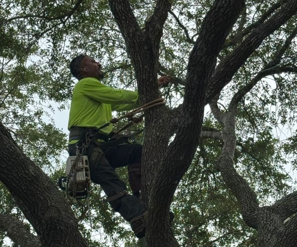 Professional tree pruning service with structural cuts to strengthen tree health, reduce weight, and prevent limb failure.