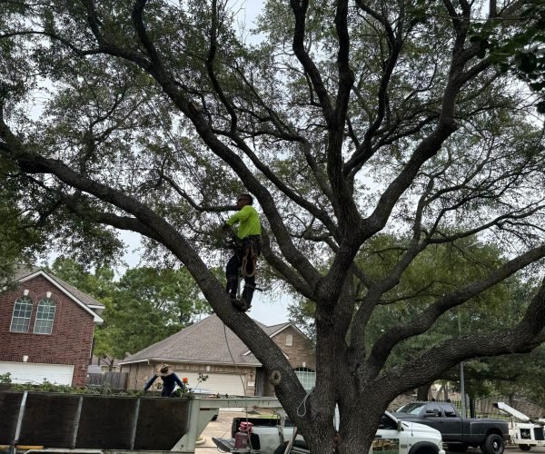 Professional tree pruning improving structure and stability