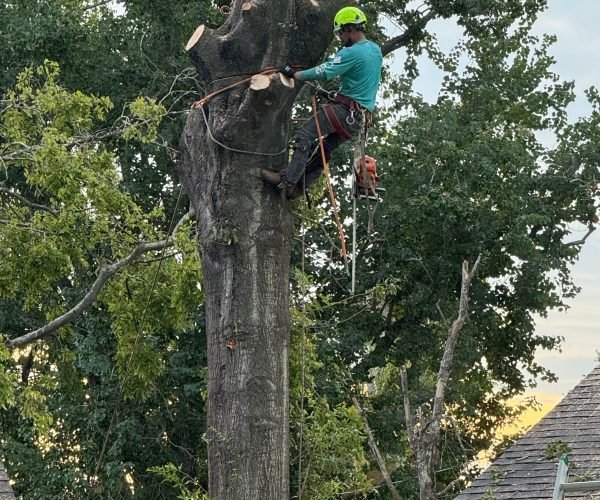 Professional tree removal service including safe, controlled removal of hazardous trees.